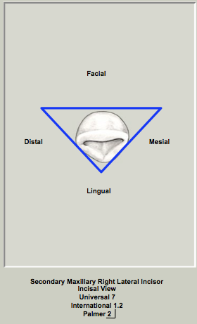 Ext Morph Mx Lateral Incisal 2.png